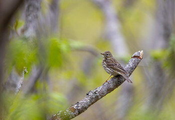 Fototapeta premium Bird in the forest, waiting for something.