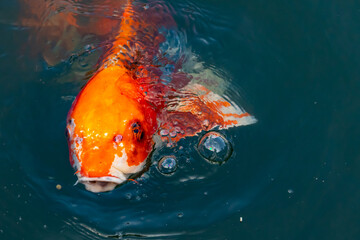 This beautiful koi fish was seen swimming through the water. The orange and black scales of the fish stand out from the clear water. This carp’s whiskers sticking out with mouth scooping food.