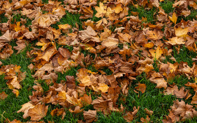 Golden Brown Fall Autumn Sycamore Tree Leaves on Green Grass
