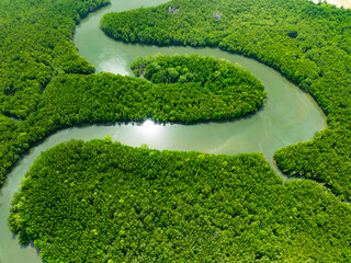 Amazing abundant mangrove forest, Aerial view of forest trees Rainforest ecosystem and healthy environment background, Texture of green trees forest top down, High angle view