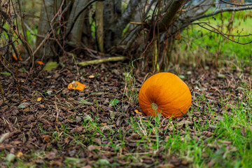 Carved Halloween Pumpkin Discarded on Ground Under Tree in Autumn