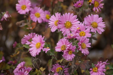 Cold snowflakes on thin petals,
 Winter has come cold,
 Romance beauty who needs it,
 Summer is long gone.