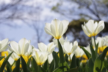 Fototapeta premium Beautiful tulip flower garden. The Expo 70 Commemorative Park, Osaka, Japan