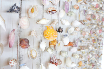 Wall decor made of different sea shells