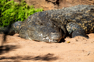 Obraz premium photographs of African crocodile in its natural habitat in the middle of nature