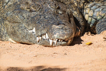 Naklejka premium photographs of African crocodile in its natural habitat in the middle of nature