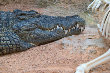 Obraz premium Generated image