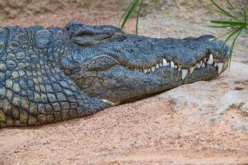 Obraz premium photographs of African crocodile in its natural habitat in the middle of nature