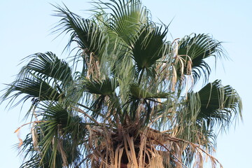 palm tree with sky