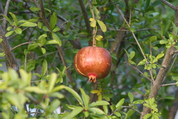 pomegranate on tree