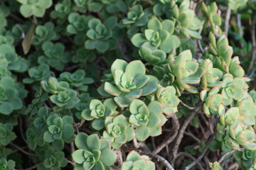 close up of a plant