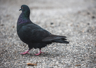 Obraz premium Landshut