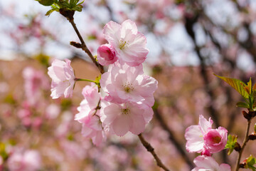 Branches of sakura flowers, cherry blossom