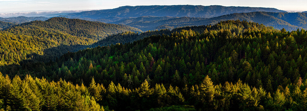 Castle Rock Santa Cruz Mountains Redwood forest in panorama