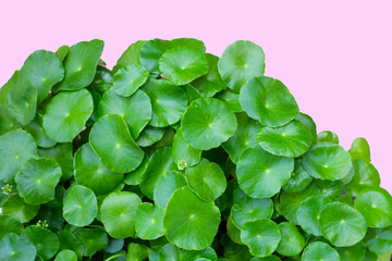 Centella asiatica (gotu kola). Fresh green leaves herb background.