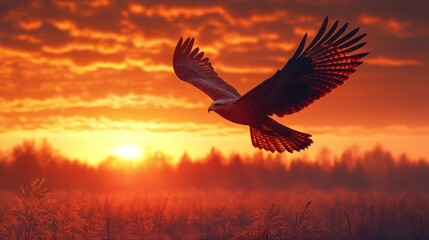 Fototapeta premium Eagle soars, fiery sunset, field grasses.