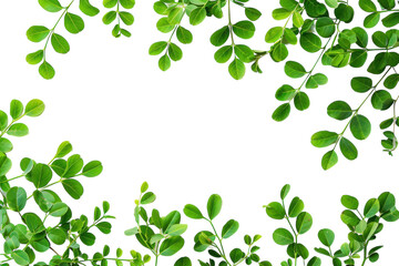 Fresh Moringa Leaves Isolated on Transparent Background