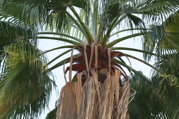 close up palm tree