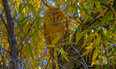 Barn owl in the tree
