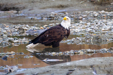 Fototapeta premium Bald Eagle watching the sky
