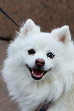 A white pomsky puppy with different-colored eyes