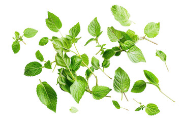 Green Leaves Collection, Fresh Botanical Foliage Elements isolated on Transparent Background