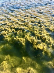 Aerial view of underwater seaweed swaying in clear water. Soft sunlight creates a golden glow and reflections on the surface. Natural texture, calm atmosphere, play of light and shadow