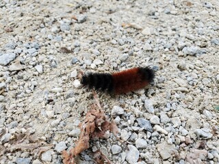 Woolly Bear Caterpillar Woolly Worm on A Gravel Path