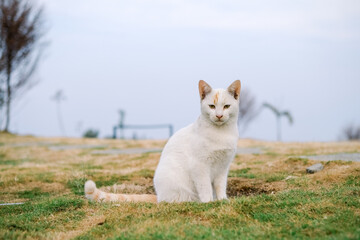 curious white cat sitting on the grass. A white cat in the meadow. Portrait of beautiful white cat with yellow eyes in nature. Close-up lateral beautiful white cat  sitting sitting on grass.