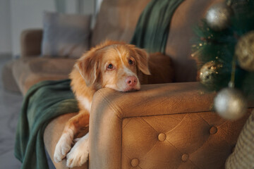 A Nova Scotia Duck Tolling Retriever rests with its head on a couch armrest near a glowing...