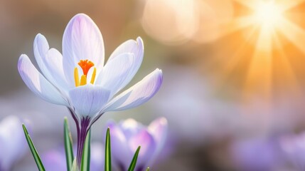 Fototapeta premium A stunning crocus flower blooms in the spring sun, showcasing vibrant colors against a soft, blurred background.
