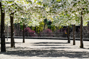 Underneath Blooming Cherrry White Trees in Lake Oswego Portland, Oregon