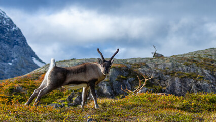 Young reindeer stretches its legs after lying still for a while.