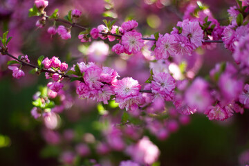 The pink sakura in the spring garden