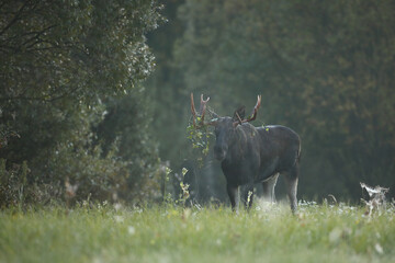 Łoś (Alces alces) moose © Bartosz Rakoczy