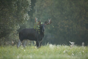 Łoś (Alces alces) moose © Bartosz Rakoczy