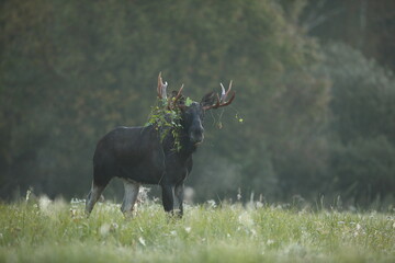 Łoś (Alces alces) moose © Bartosz Rakoczy