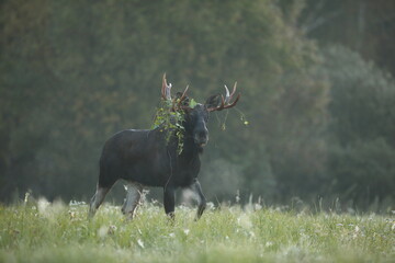 Łoś (Alces alces) moose © Bartosz Rakoczy