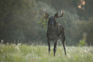 Łoś (Alces alces) moose © Bartosz Rakoczy
