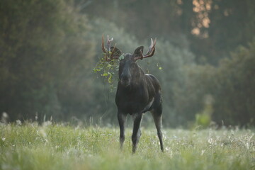 Łoś (Alces alces) moose © Bartosz Rakoczy