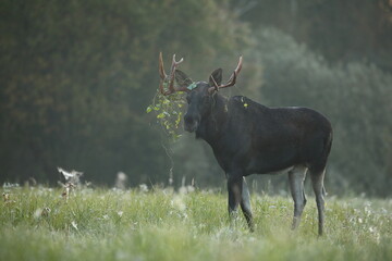 Łoś (Alces alces) moose © Bartosz Rakoczy