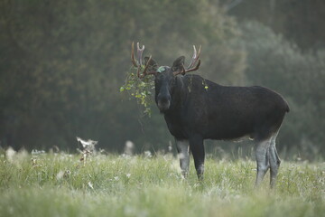 Łoś (Alces alces) moose © Bartosz Rakoczy