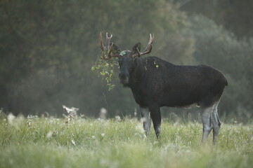 Łoś (Alces alces) moose © Bartosz Rakoczy