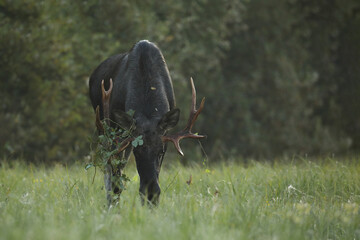 Łoś (Alces alces) moose