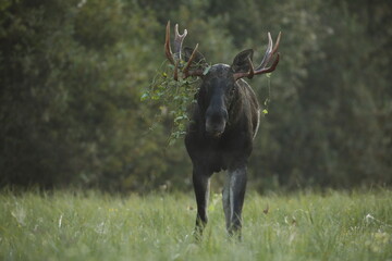 Łoś (Alces alces) moose