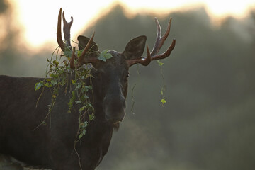 Łoś (Alces alces) moose © Bartosz Rakoczy