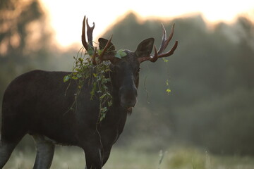Łoś (Alces alces) moose © Bartosz Rakoczy