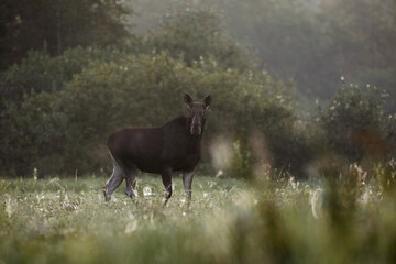 Łoś (Alces alces) moose