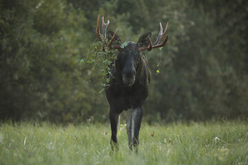 Łoś (Alces alces) moose
