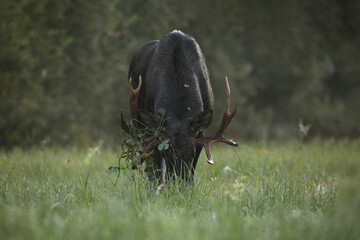 Łoś (Alces alces) moose © Bartosz Rakoczy